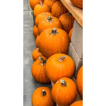 fresh pumpkin (19)-6356035-98195.webp
